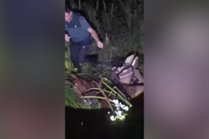 Homem e cavalo resgatados após ficarem presos em zona pantanosa em Espanha