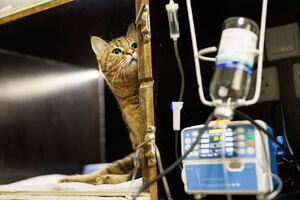 "Não conseguimos continuar". Associação dos Animais de Lisboa pede ajuda urgente após morte de 11 gatos