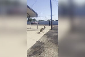 O momento em que canguru à solta no Texas acaba capturado pela polícia