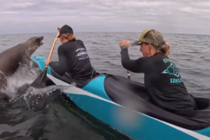 O momento em que leão-marinho salta por cima de canoa durante corrida na Califórnia