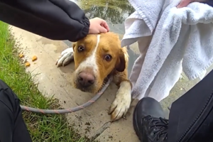 Cadela é resgatada após ficar presa num lago em campo de golfe nos EUA 