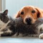 Saiba como ajudar os seus animais a enfrentar a ansiedade