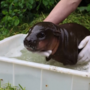 Hipopótamo bebé toma primeiro banho ao ar livre no Zoo de Berlim