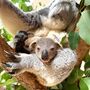 Zoo de Lisboa celebra 142 anos com dois novos moradores muito especiais