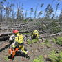 Incêndios: Médio Tejo entra no verão com mais combustível florestal e milhares de árvores caídas