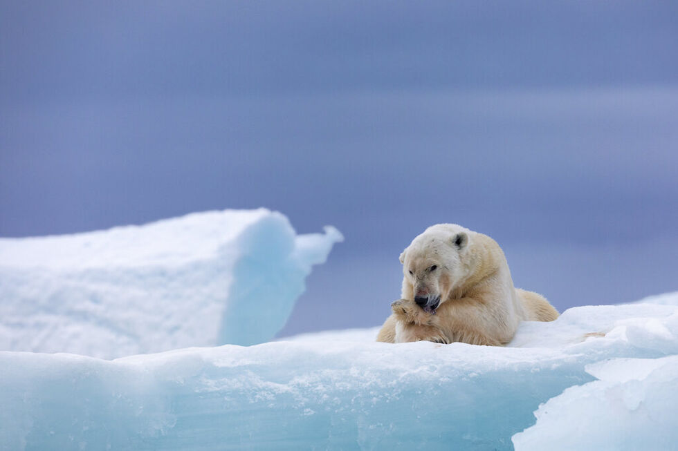 Existem mais ursos polares no arquipélago de Svalbard do que pessoas