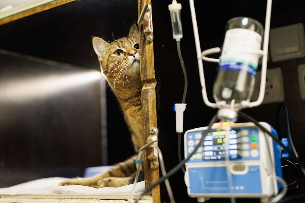 "Não conseguimos continuar". Associação dos Animais de Lisboa pede ajuda urgente após morte de 11 gatos