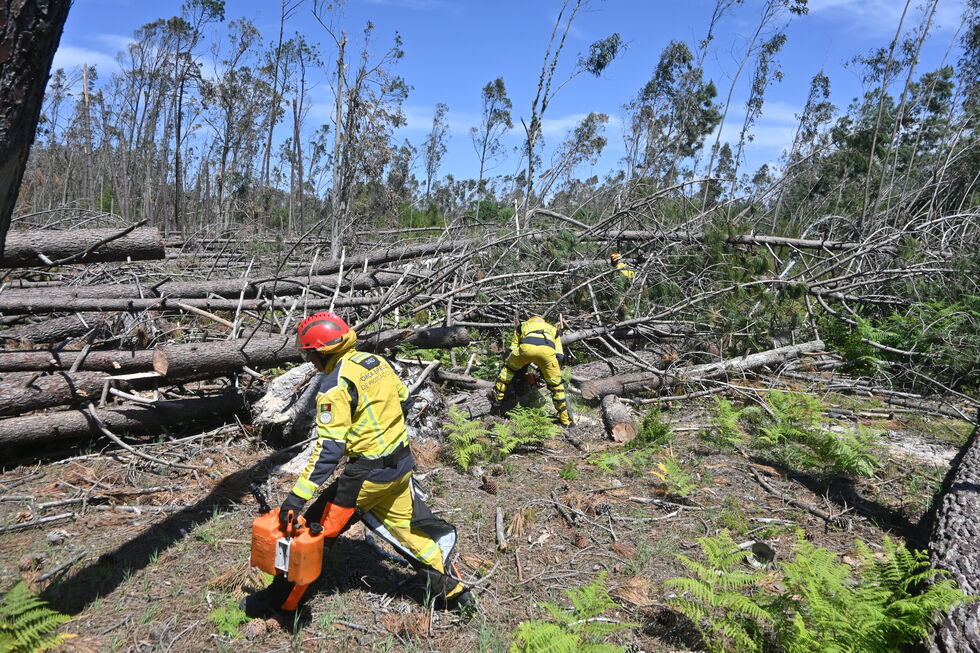 A limpeza de terrenos devastados pela tempestade Kristin é uma corrida contra o tempo