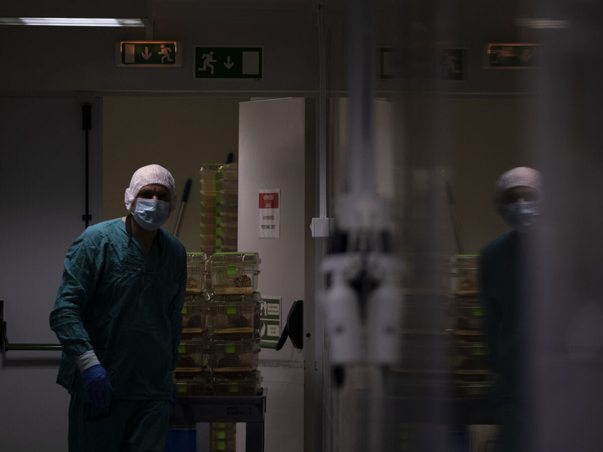 A dura vida dos ratos de laboratório