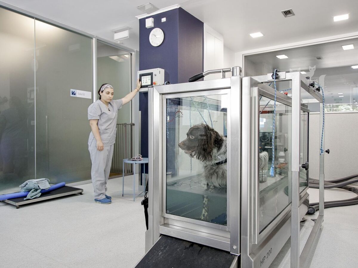 Os cães também fazem acupuntura e tratamentos a laser...