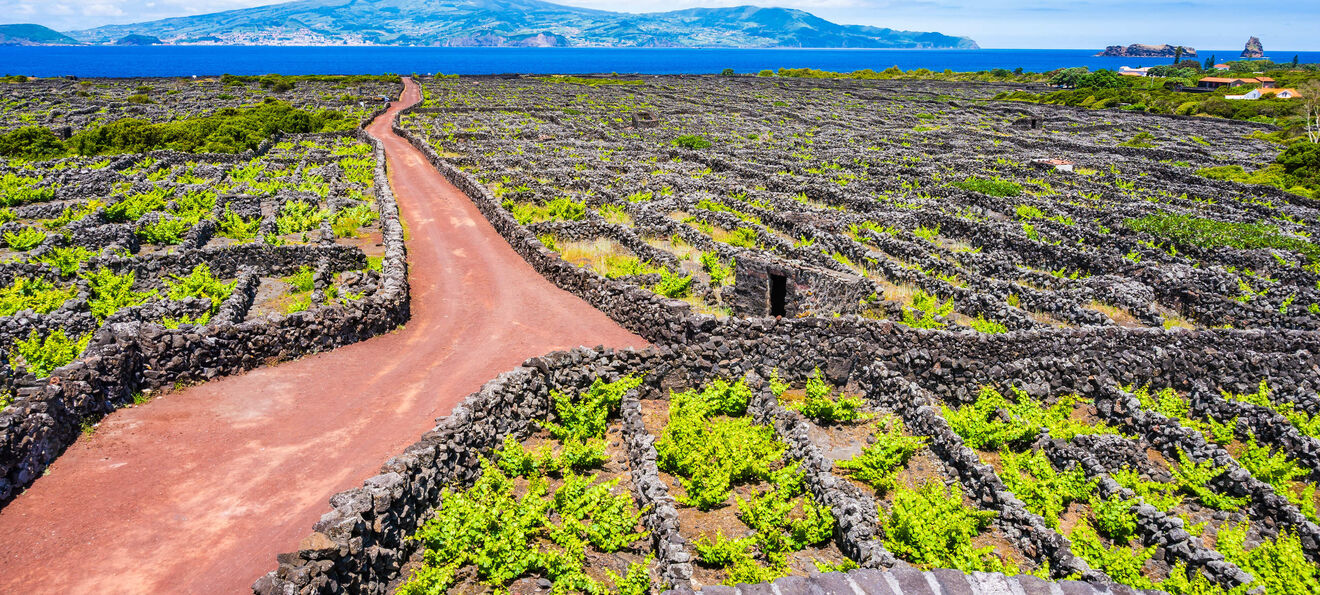 Vinhas na ilha do Pico