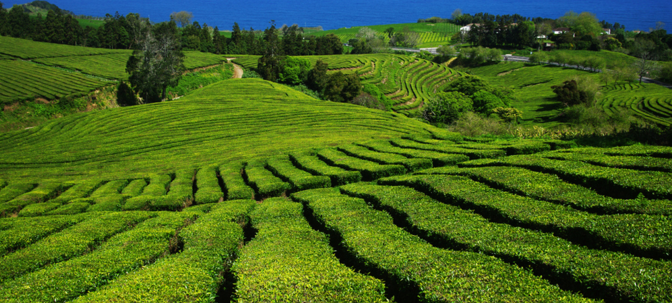 Plantação de chá Gorreana