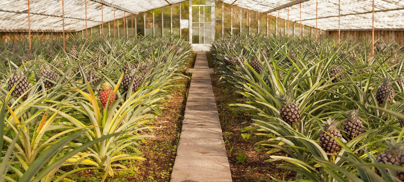 Plantação de ananases Augusto Arruda
