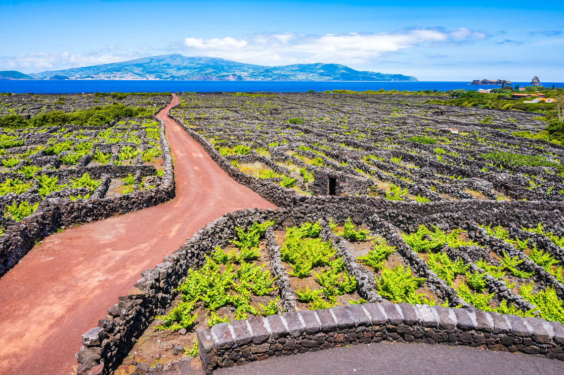 Vinhas na ilha do Pico