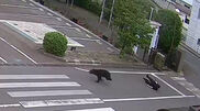 <![CDATA[ O momento em que urso persegue homem, empurra-o e acaba por fugir em plena rua no Japão ]]>