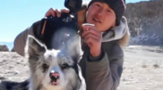 <![CDATA[ Border Collie com 1,5 milhões de seguidores é mort