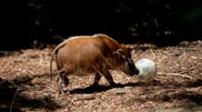 <![CDATA[ Animais do jardim zoológico de Brookfield 'prepara