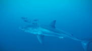 <![CDATA[ Imagens raras mostram tubarão-branco no 
