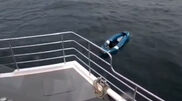 Cão resgatado após ficar à deriva no mar em caiaque