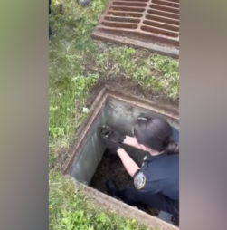 Polícia de Nova Iorque resgata patos bebés presos num esgoto e reúne-os com a mãe