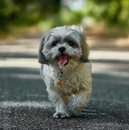 Hotéis para animais de estimação disparam preços 