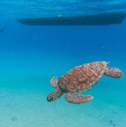 China alerta que peixes e tartarugas estarão a ser usados como 'espiões' por forças estrangeiras