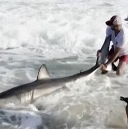 O momento em que pescador liberta tubarão-branco após capturá-lo acidentalmente nos EUA 