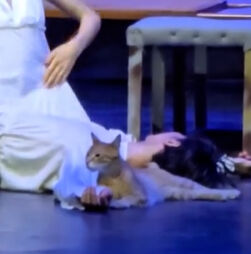 Gato invade palco e torna-se o protagonista inesperado de “Romeu e Julieta”   