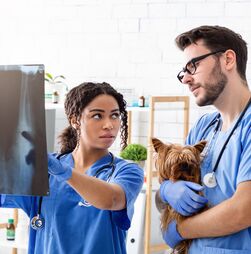 Médicos veterinários lançam petição para reduzir IVA dos serviços veterinários