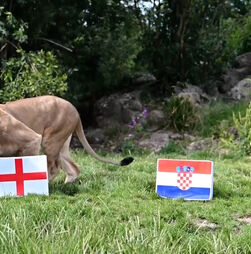 Qual a sorte de Inglaterra na fase de grupos do Mundial 2026? Estes leões já fizeram as suas apostas