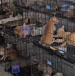 Polícia vietnamita desmantela rede que traficava carne de gato e resgata mais de 400 animais 