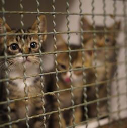 Polícia desmantela rede de tráfico de gatos no Vietname e resgata mais de 400 felinos