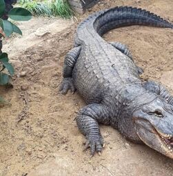 Criança de 3 anos atirada aos crocodilos em zoo britânico: um homem foi detido 