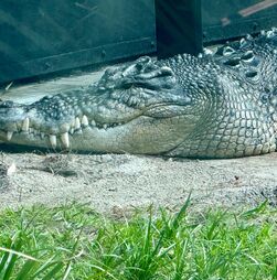 Homem suspeito de atirar criança aos crocodilos em zoo britânico foi libertado