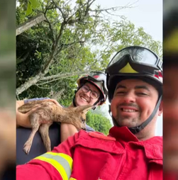 Veado bebé resgatado de poço pelos bombeiros em Coimbra