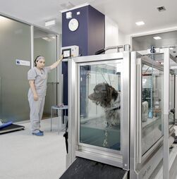 Os cães também fazem acupuntura e tratamentos a laser...