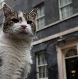 Já lá vão sete! Gato Larry despede-se de Keir Starmer e prepara-se para conhecer o novo Primeiro-Ministro do Reino Unido