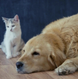 Como proteger o seu animal de estimação do calor extremo