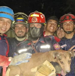 Cão encontrado vivo entre os escombros é resgatado por bombeiros após sismos na Venezuela 