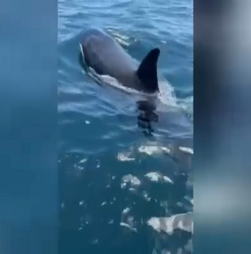 Orcas 'apanhadas' a nadar perto de barco em Sesimbra