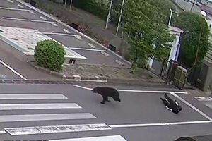 O momento em que urso persegue homem, empurra-o e acaba por fugir em plena rua no Japão