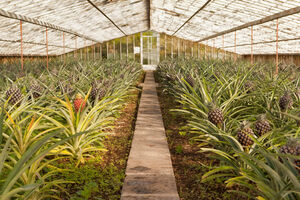 Plantação de ananases Augusto Arruda