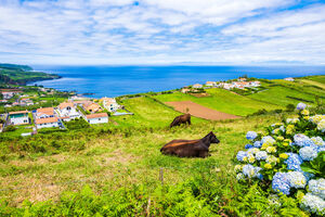 Faial