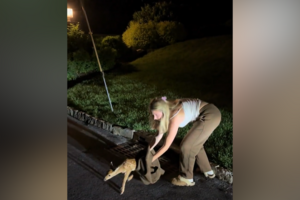 Bebé veado recusa afastar-se da mulher que o resgatou de esgoto nos EUA