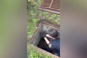 Polícia de Nova Iorque resgata patos bebés presos num esgoto e reúne-os com a mãe