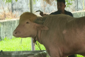 “Donald Trump”, o búfalo albino com cabelo dourado, faz sucesso em zoo no Bangladesh