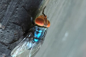 A New World screwworm (NWS) foi detetada nos Estados Unidos