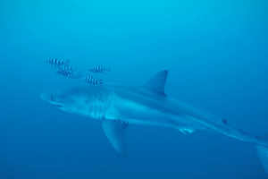 Imagens raras mostram tubarão-branco no Mar Mediterrâneo ao largo de Itália
