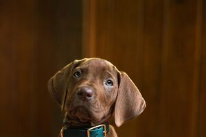 Momento histórico na televisão! Nova série de "Scooby Doo" da Netflix vai ter um cão real pela primeira vez