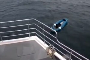 Cão resgatado após ficar à deriva no mar em caiaque 
